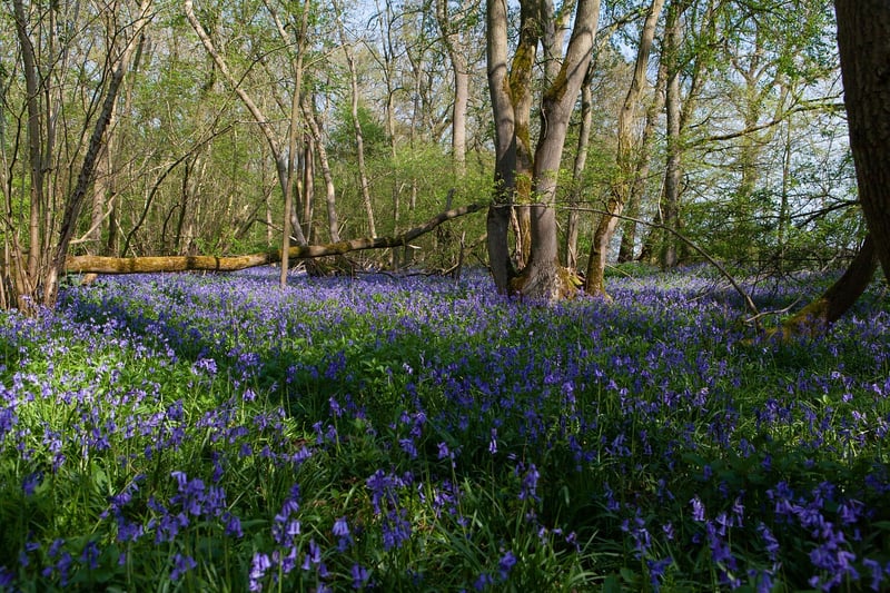 Bluebell Woods, England